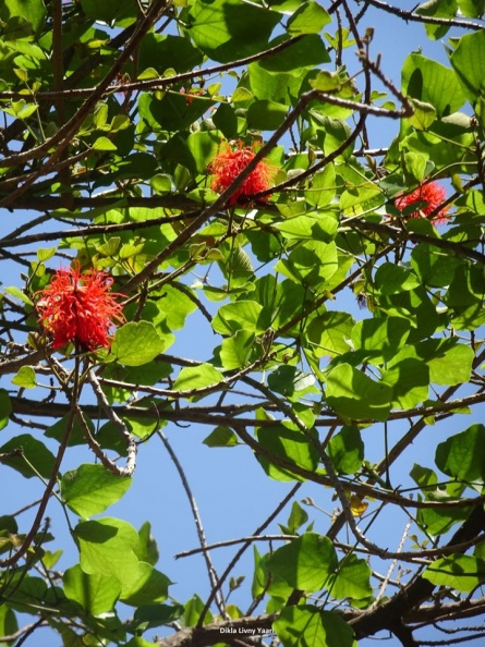 Erythrina abyssinica אלמוגן אתיופי.jpg