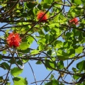 Erythrina abyssinica אלמוגן אתיופי