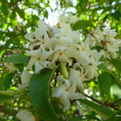 טברנמונטנה פוקסית Tabernaemontana fuchsiaefolia