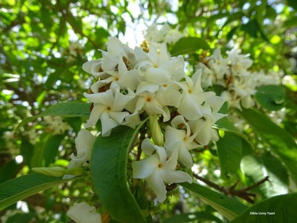 טברנמונטנה פוקסית Tabernaemontana fuchsiaefolia