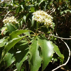 Pittosporum rhombifolium פיטוספורום מעוין
