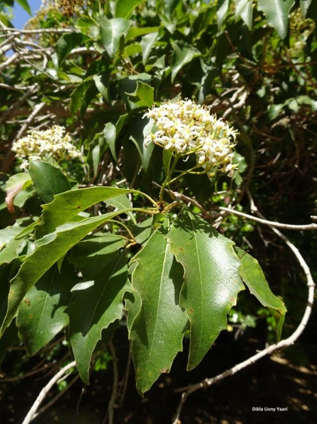 Pittosporum rhombifolium פיטוספורום מעוין.jpg