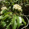 Pittosporum rhombifolium פיטוספורום מעוין.jpg