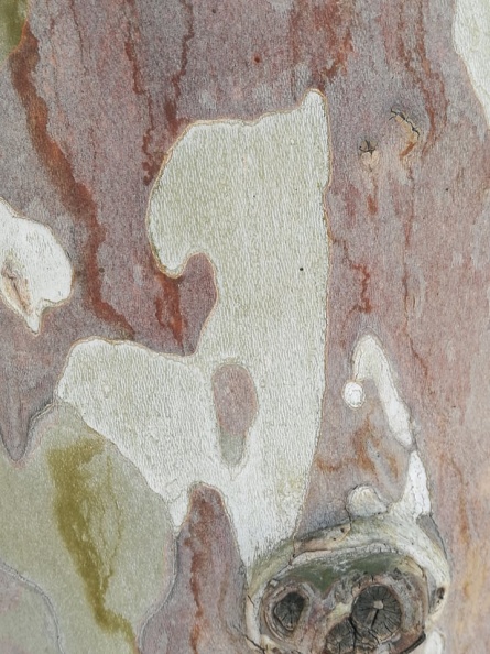 Platanus racemosa דולב קליפורני.jpg