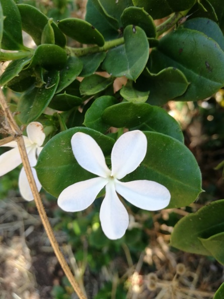 Carissa macrocarpa קריסה גדולת פרחים.jpg