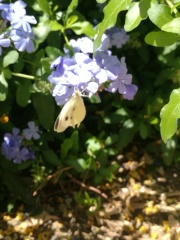 Plumbago auriculata עופרית הכיף