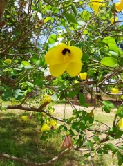 Bauhinia tomentosa בוהיניה לבידה