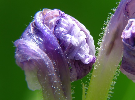 Ponntedetia lanceolata פונטדריה אזמלנית