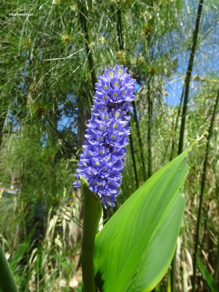 Ponntedetia lanceolata פונטדריה אזמלנית.jpg