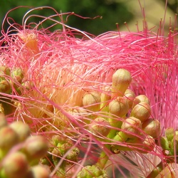 albizia julibrissin אלביציה וורודה