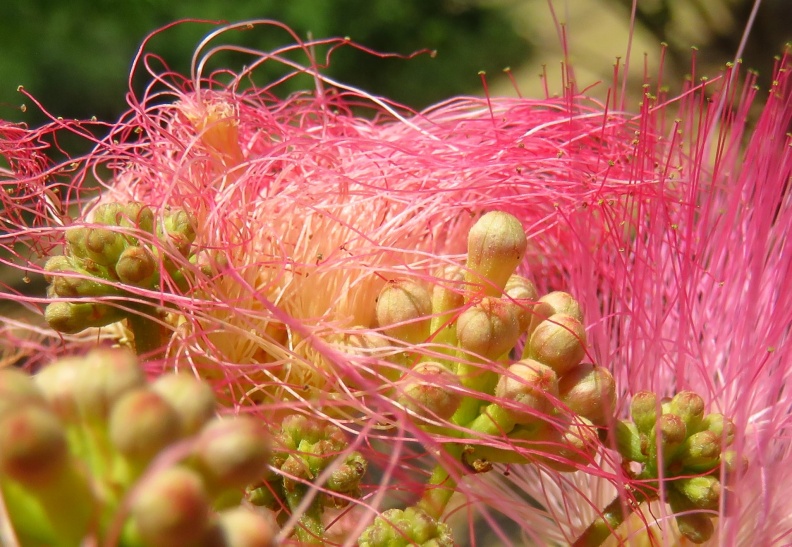 albizia julibrissin אלביציה וורודה.jpg