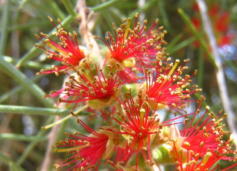 Callistemon קליסטמון.jpg