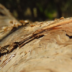 Melaleuca linariifolia מללויקה דקת עלים