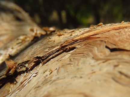 Melaleuca linariifolia מללויקה דקת עלים