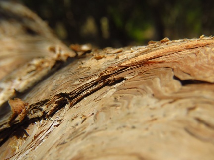 Melaleuca linariifolia מללויקה דקת עלים