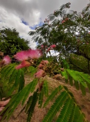 Albizia julibrissin אלביציה וורודה