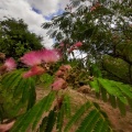 Albizia julibrissin אלביציה וורודה