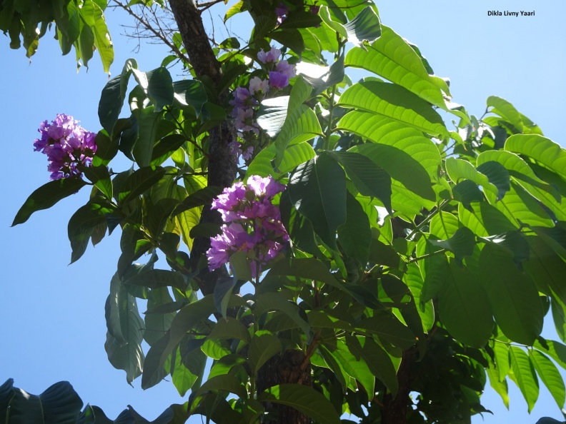 Lagerstroemia speciosa לגרסטרמיה גדולת עלים.jpg