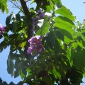 Lagerstroemia speciosa לגרסטרמיה גדולת עלים.jpg