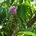 Lagerstroemia speciosa לגרסטרמיה גדולת עלים