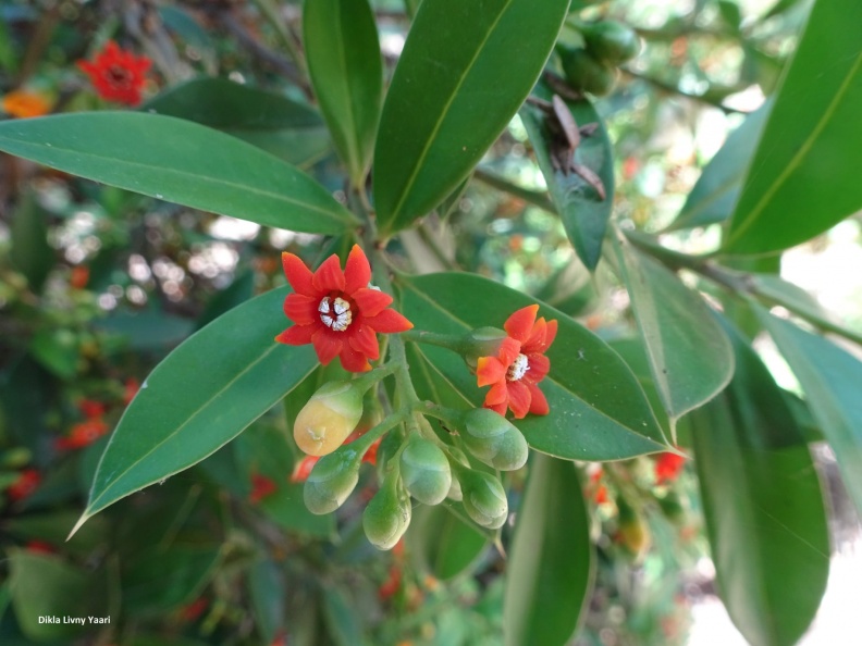 Jacquinia  aurantiaca ג'קיניה זהובה.jpg