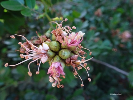 Shotia latifolia שוטיה רחבת עלים