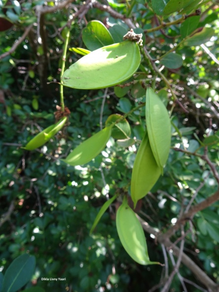 Shotia latifolia שוטיה רחבת עלים
צלמה דקלה לבני יערי Shotia latifolia שוטיה רחבת עלים.jpg