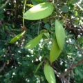 Shotia latifolia שוטיה רחבת עלים.jpg