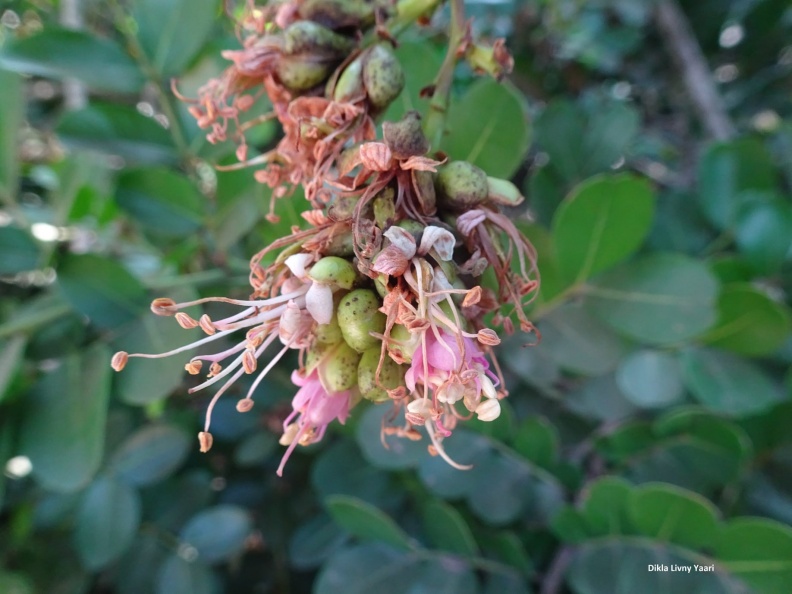 Shotia latifolia שוטיה רחבת עלים.jpg