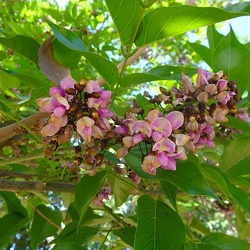 Pongamia pinnata מילטיה מנוצה