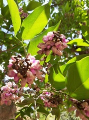 Millettia pinnata  מילטיה מנוצה