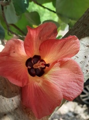 היביסקוס טילייתי  סיתריה    Hibiscus tilyaceus Sitrya