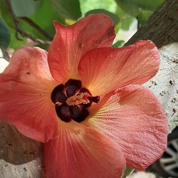 היביסקוס טילייתי  סיתריה  Hibiscus tilyaceus Sitrya