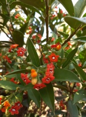 Jacquinia aurantica ג'קיניה  זהובה