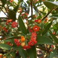 Jacquinia aurantica ג'קיניה  זהובה.jpg