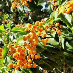 פיטוספורום  Pittosporum