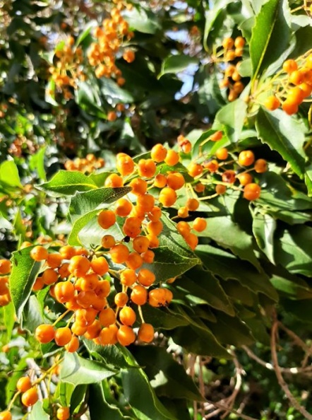 pittosporum rombifolium פיטוספורום מעויין.jpg