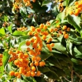 pittosporum rombifolium פיטוספורום מעויין