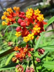 Asclepias corasavica אסקלפיאס אדום