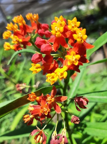 Asclepias corasavica אסקלפיאס אדום
צילם אילן למדני Asclepias corasavica אסקלפיאס אדום.jpg