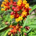 Asclepias corasavica אסקלפיאס אדום.jpg