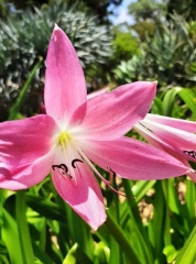 Crinum americanum קרינום אמריקאי