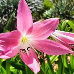 Crinum americanum קרינום אמריקאי