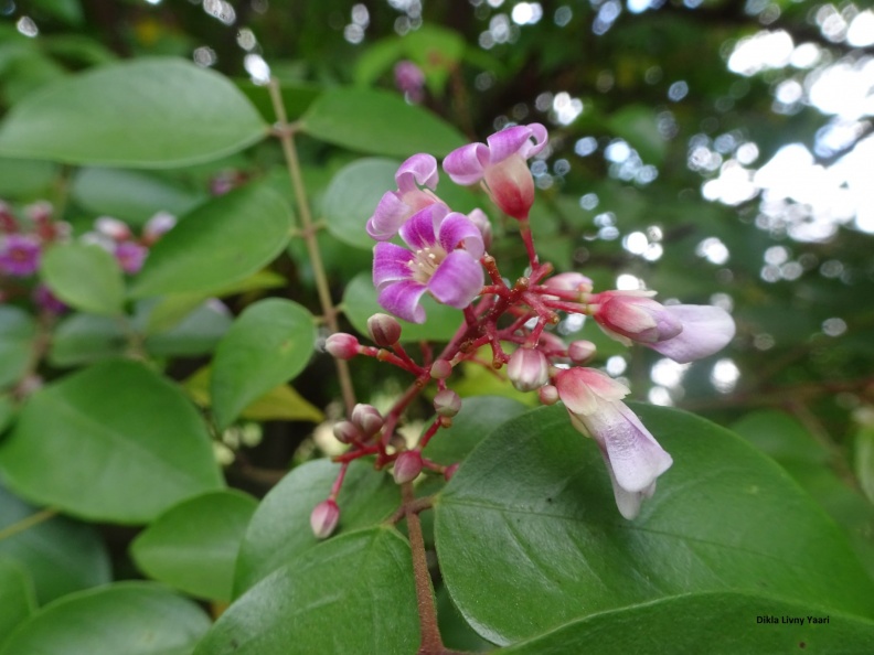 Averrhoa carambola קרמבולה זהובה.jpg