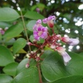 Averrhoa carambola קרמבולה זהובה