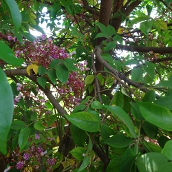 Averrhoa carambola קרמבולה זהובה