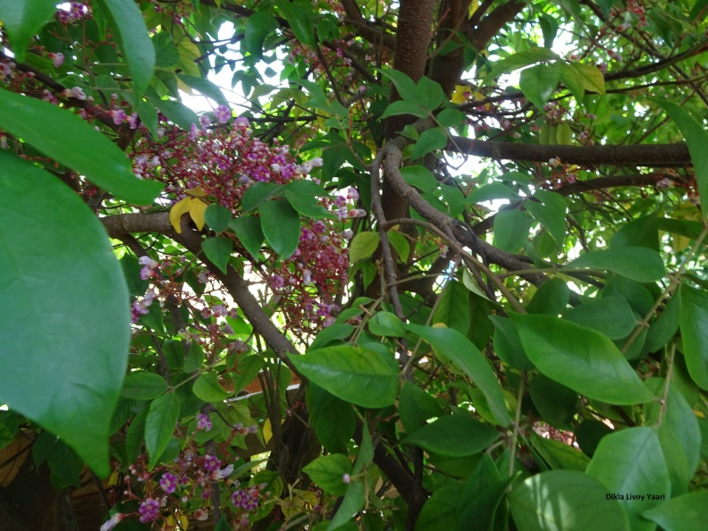Averrhoa carambola קרמבולה זהובה
צילמה דקלה לבני יערי Averrhoa carambola קרמבולה.jpg