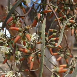 Eucalyptus spathulata אקליפטוס מריתי