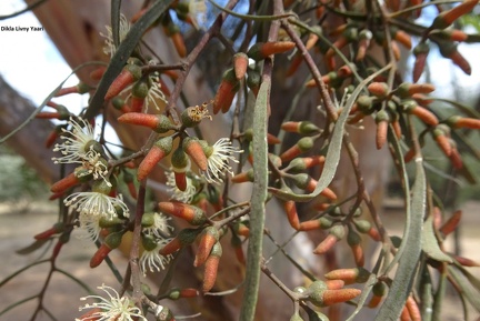 Eucalyptus spathulata אקליפטוס מריתי