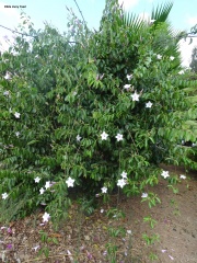 Cryptostegia madagascariensis אברון מדגסקרי 